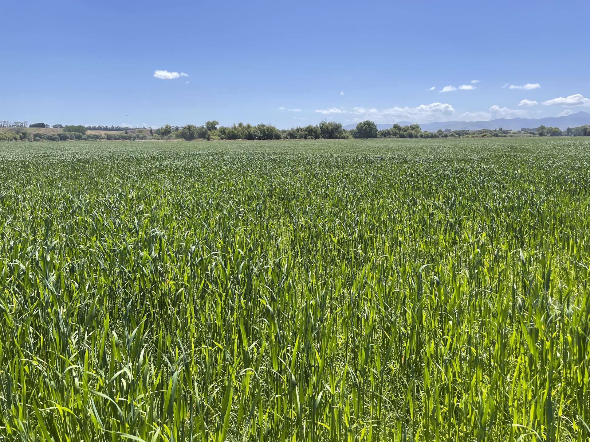 1049 Pyramid Waiparu Road Wendon_0