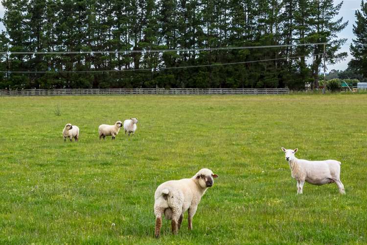 349 Norfolk Road Carterton_6