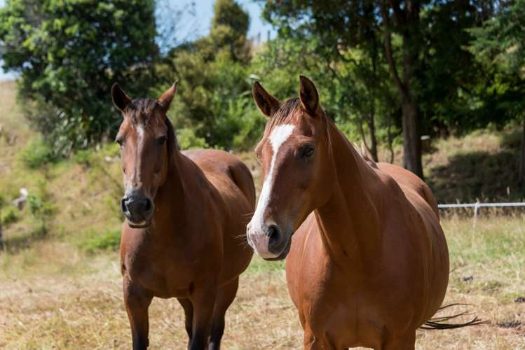 19 Fairhill Place Flat Bush_16
