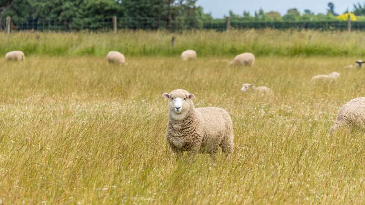 Waireka Road Darfield_30