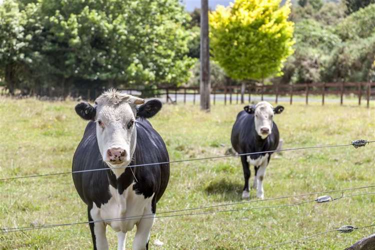 496 Rotokohu Road Paeroa_37