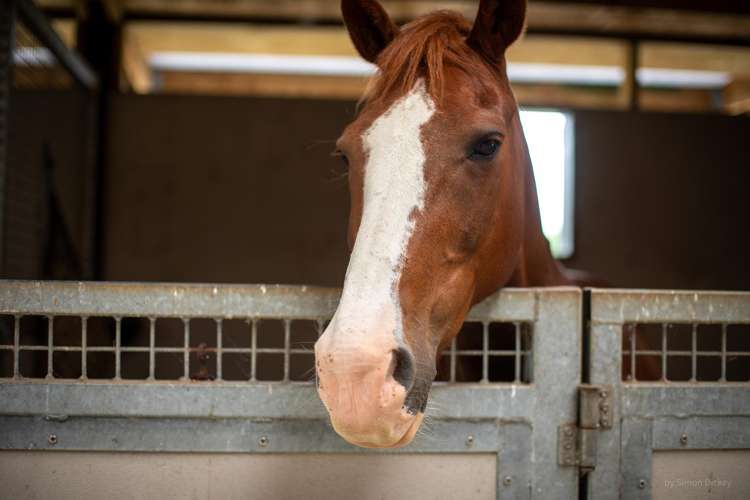 626B Ngaruawahia Road Te Kowhai_9