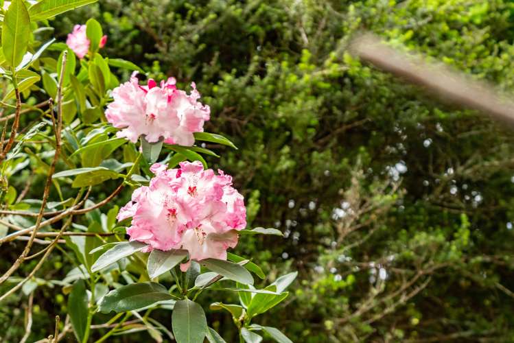 6754 State Highway 12 Waimamaku_15