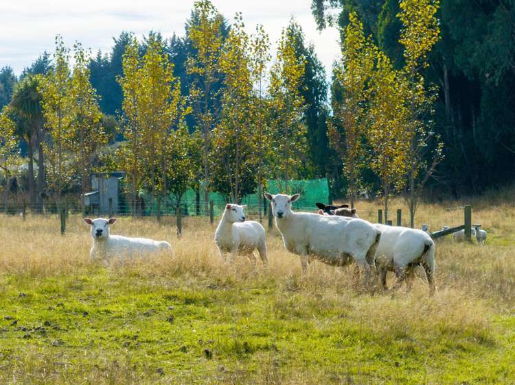 330 Sinclair Road Te Anau_30