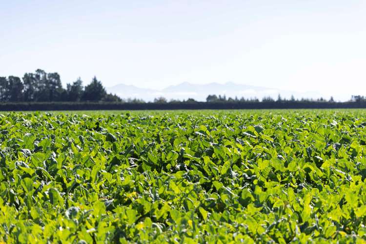 1329 Wards Road Darfield_23