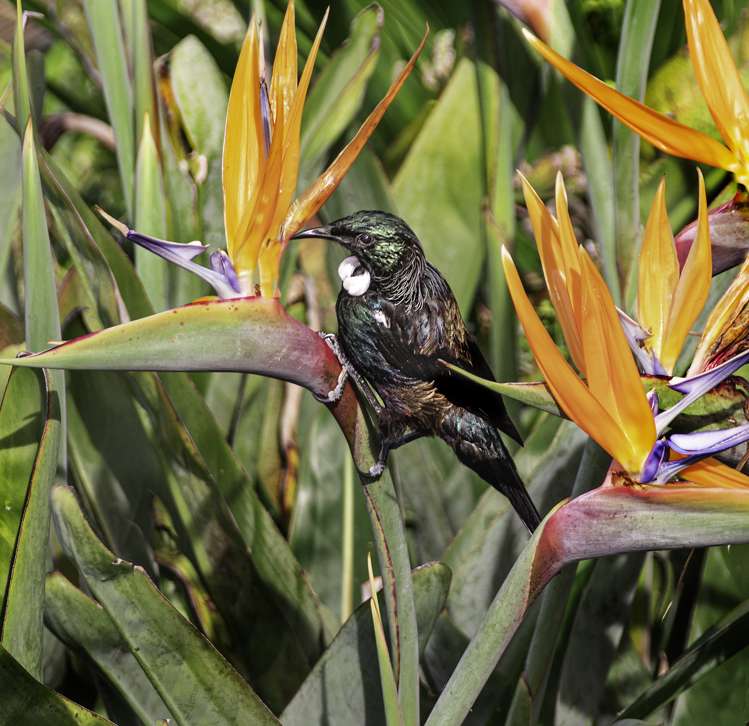 18 Kitewaho Road Swanson_23