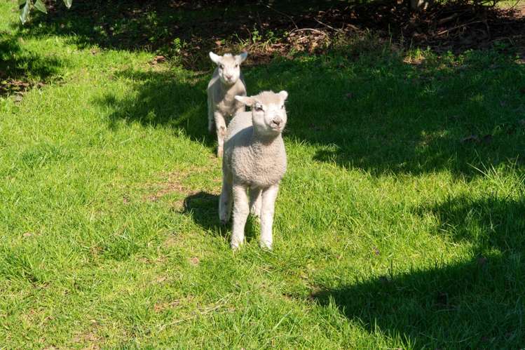 353 Lockington Road Aongatete_22