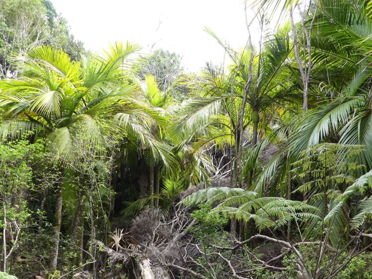 230 Schooner Bay Road Great Barrier Island (Aotea Island)_5