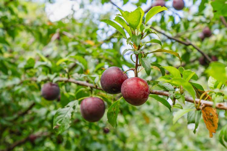 111 Dip Road Kamo_21