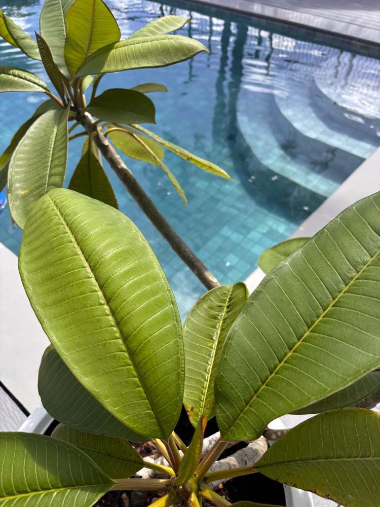 Lot 19 Tubou Street Suva_27