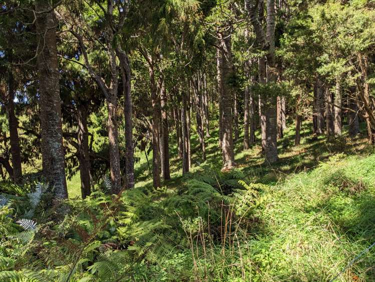 360 Burnside Road Makarau_9