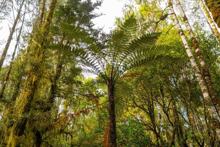 847 Lake Brunner Road Moana_17