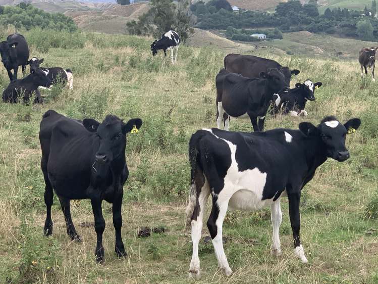 3062 State Highway 4 Aria_15