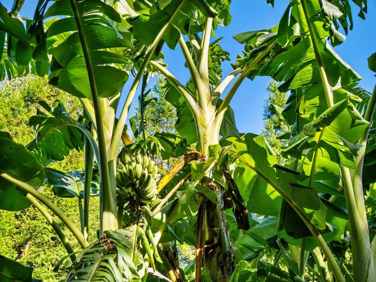 82 Upland Road Aongatete_33