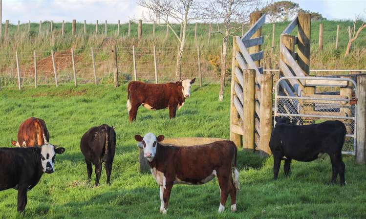 91 Churchill Road Rangiriri_42