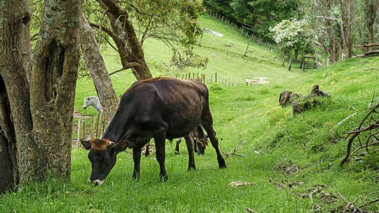 7 Furniss Lane Tauriko_21