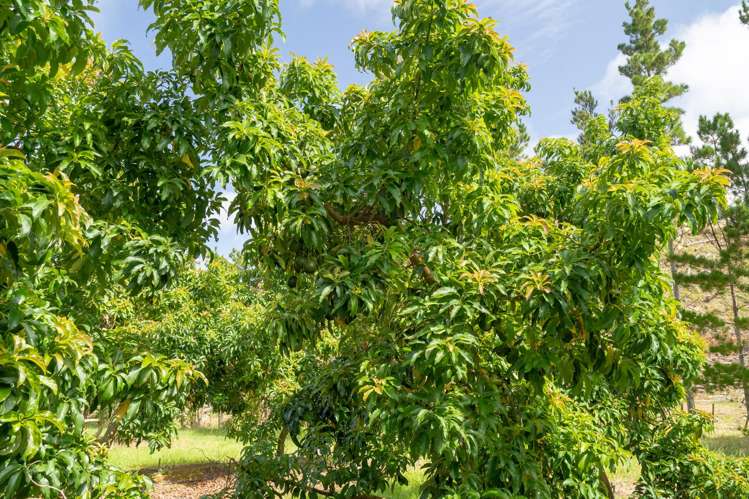 373 Kimberley Road Ngataki_14