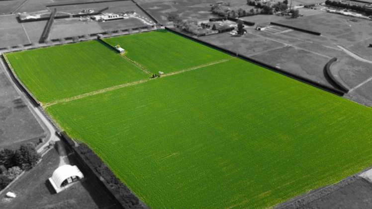 955 Springs Road Prebbleton_6