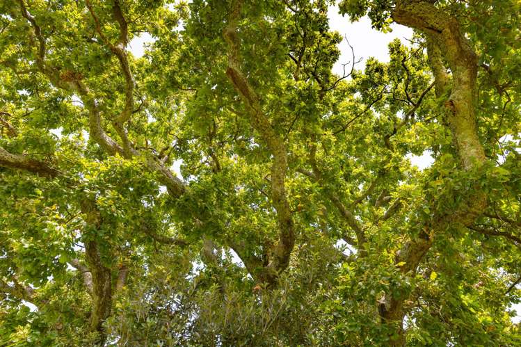 40 Harris Street Huntly_23