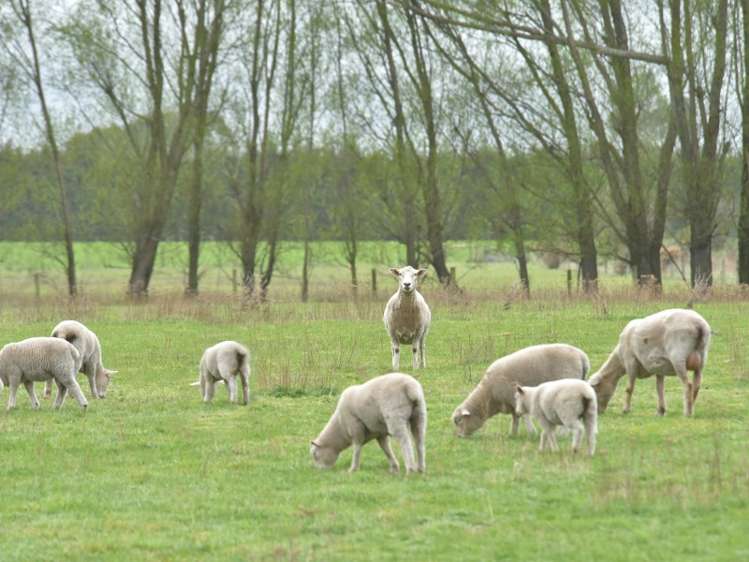 2020 North Eyre Road West Eyreton_19