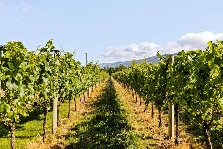 413 Maori Point Road Tarras_12