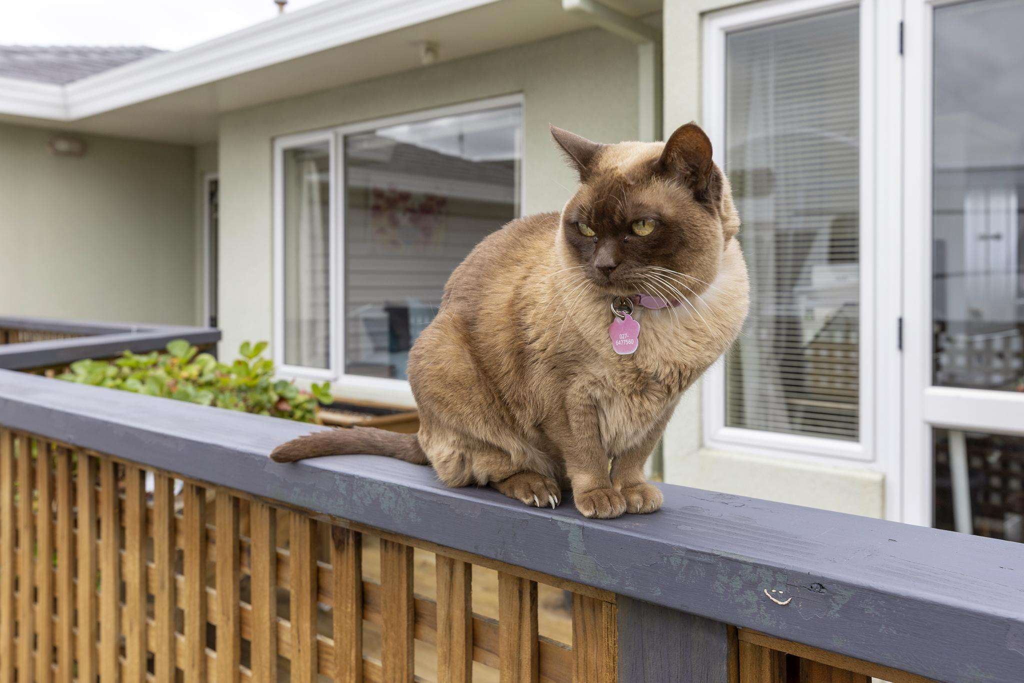 Photobombing cat, talking goat: Are house listings going to the dogs?
