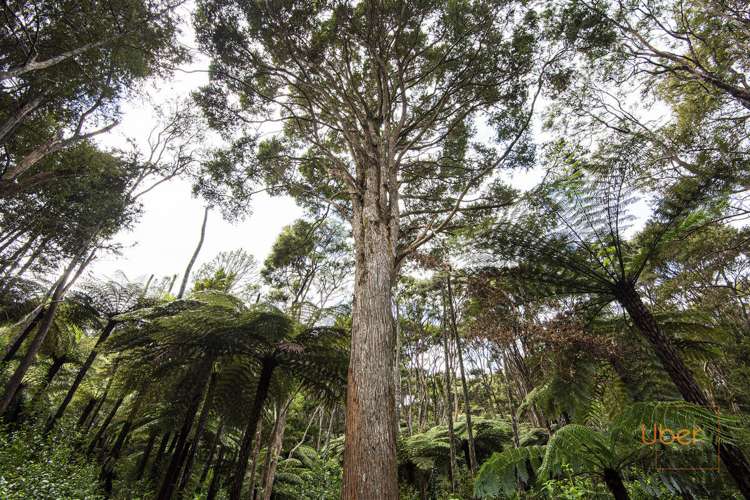 74 Waiparera Road Parua Bay_17