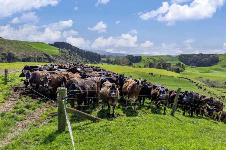 310 Paparamu Road Piarere_18