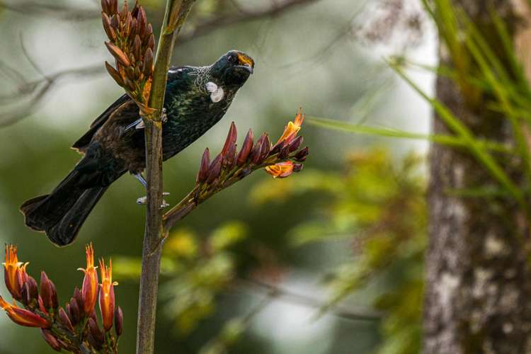 252 Matapouri Road Tutukaka_19