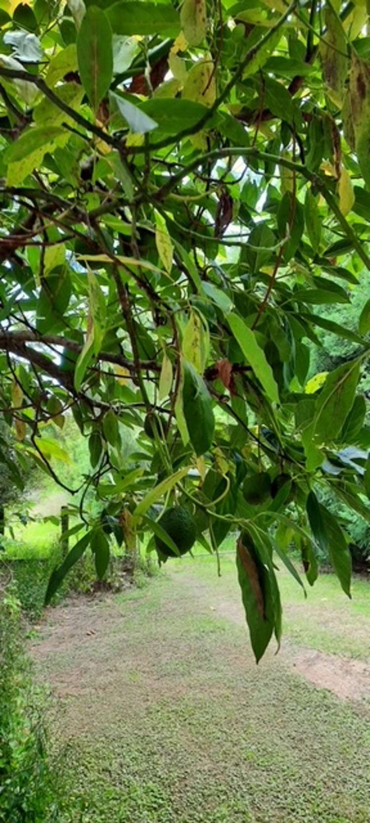 379d Tara Road Mangawhai_7