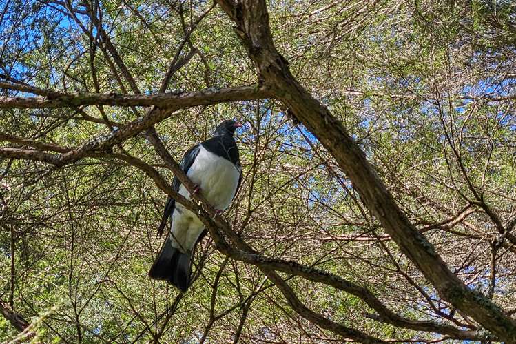 35 Hume Road Aongatete_33