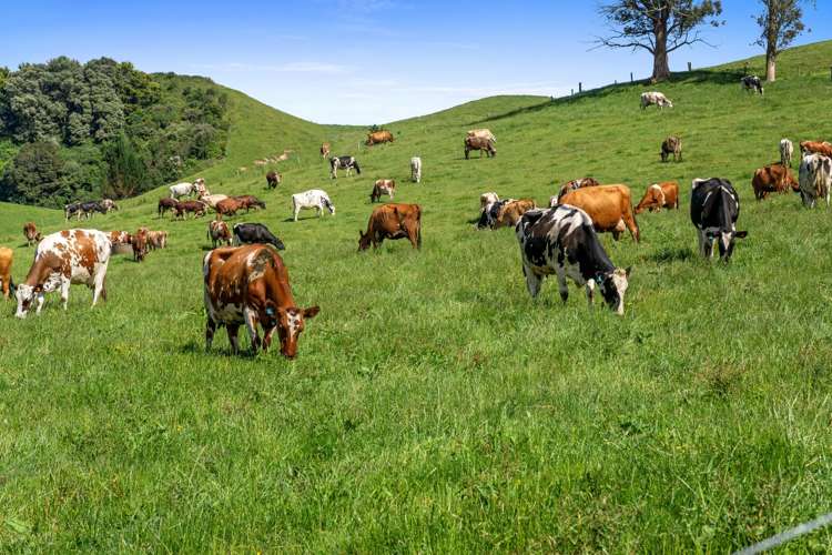 301 Matarawa Road Kinleith_1