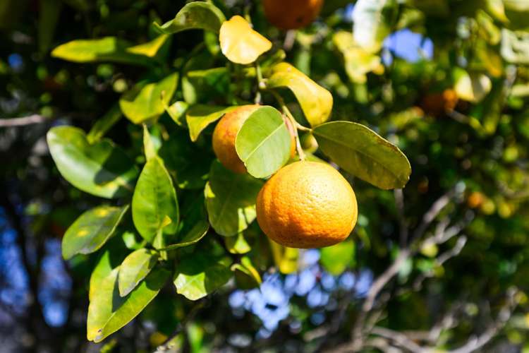 6 Flower Street Bulls_10