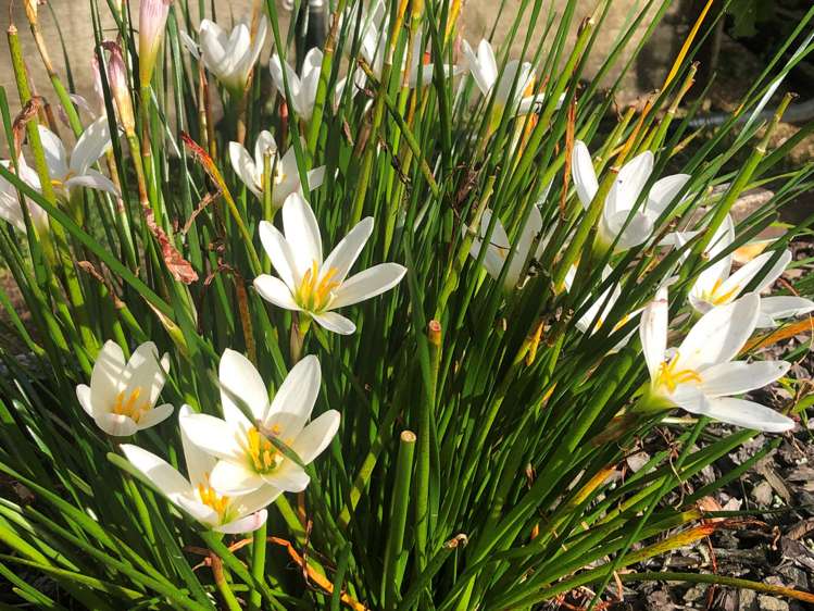 19 Raumati Crescent Onerahi_26