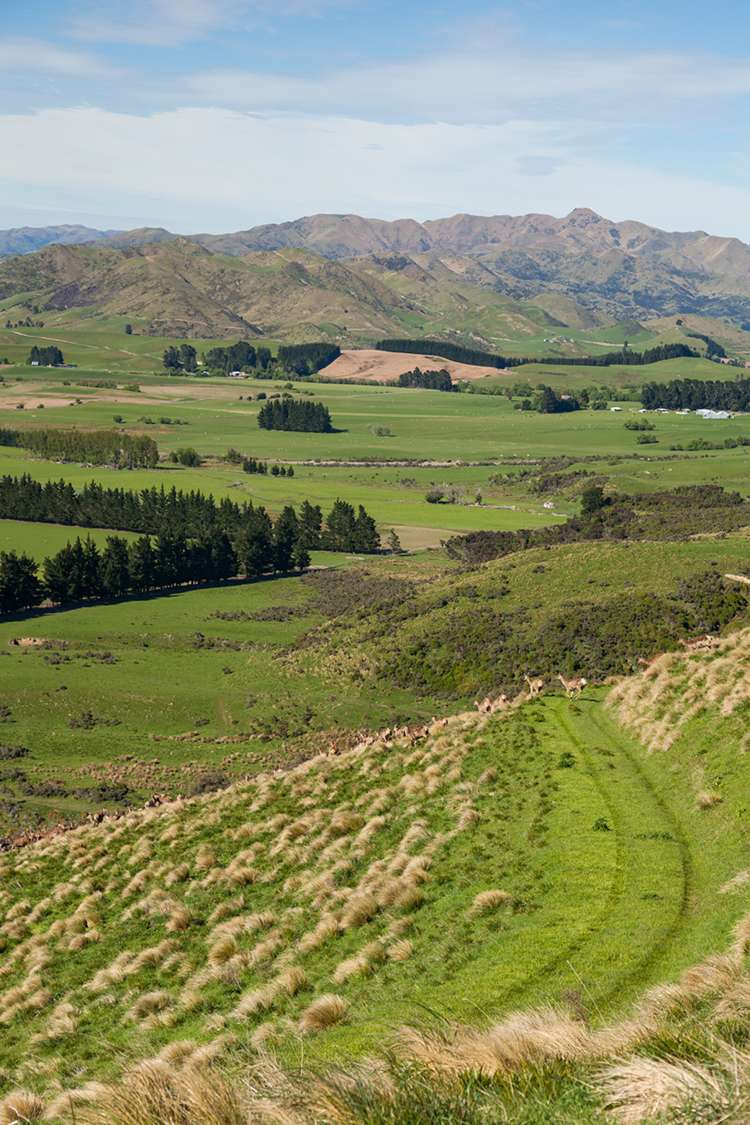 3276 Inland Kaikoura Road Stag And Spey_12