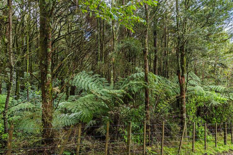 13 Bon Vue Ridge Whakapara_22