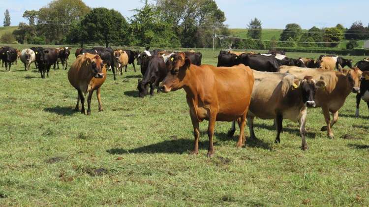 1276 Kakaramea Road Ngahinapouri_1