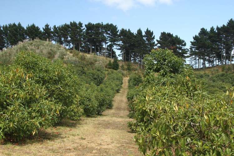 44 Te Ngaio Point Road Tapora_11