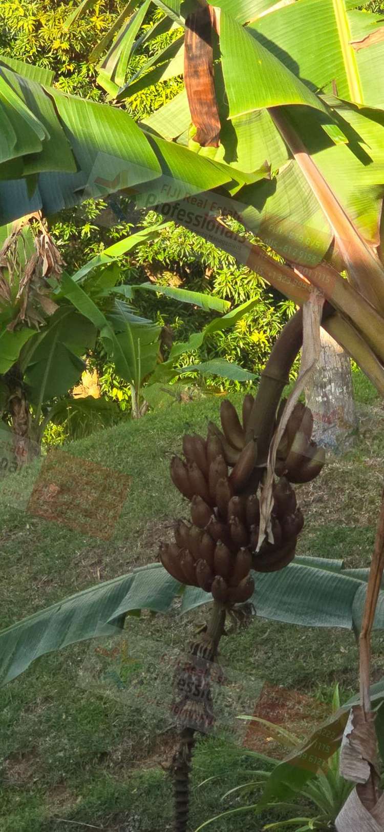 Address withheld Savusavu_33