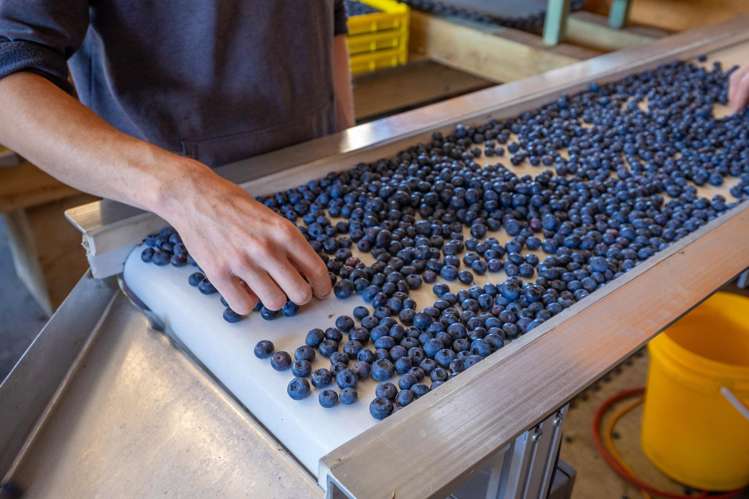 160 Tadmor Valley Road Tapawera_2