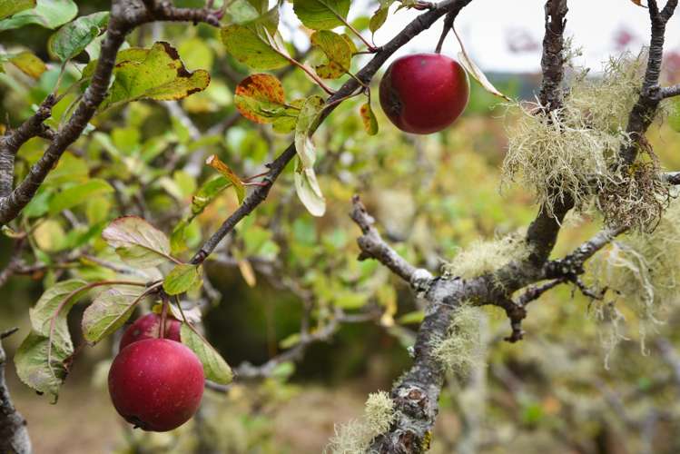 2 Orokonui Road Waitati_12