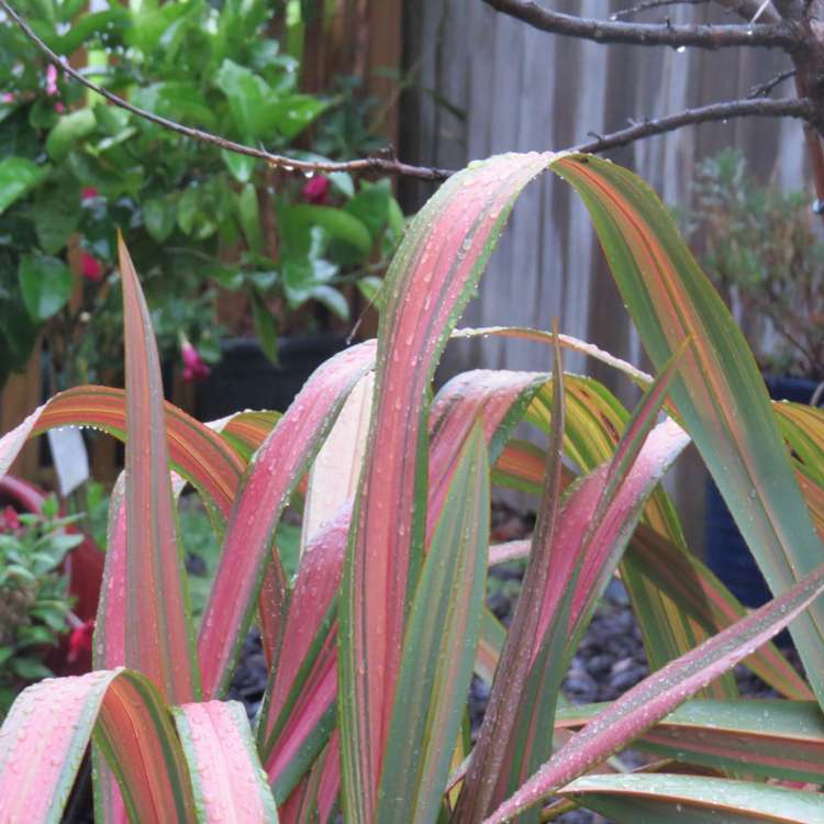 1/11 Kowhai Road Mairangi Bay_34