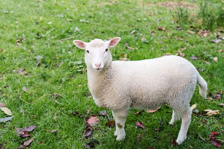 292 Waipori Falls Road Berwick_25