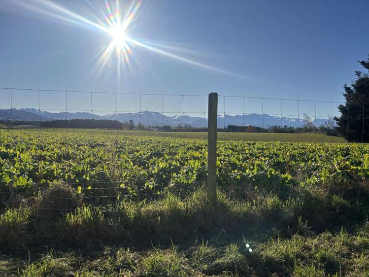 455 Albury Fairlie Road Mackenzie Country_18