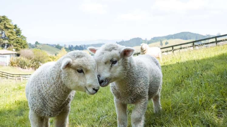 48 Miles Lane Tauriko_20