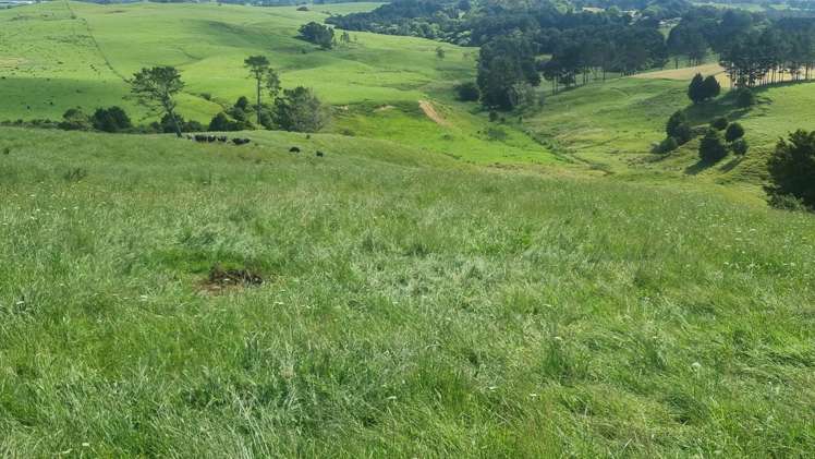 Okokako Road Waimate North_8