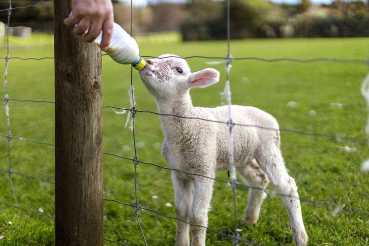 761 Woodcocks Road Kaipara Flats_14