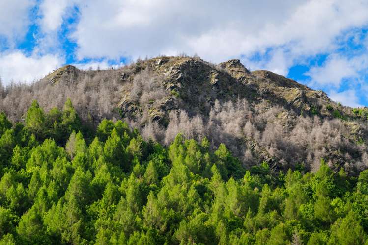 Lot Lot 11/12/13 Gala Burn Lane Arrowtown_11