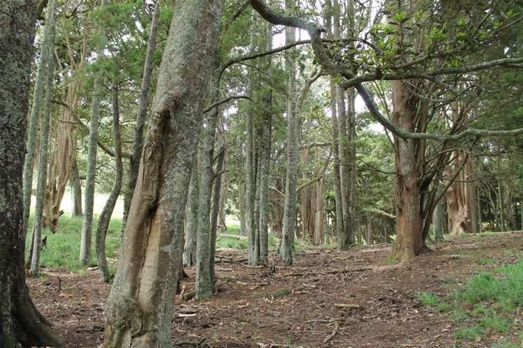 243c Mountain Road Maungaturoto_11