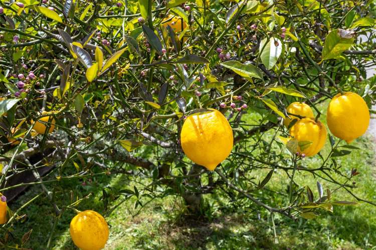 32 Ranui Road Stoke_8